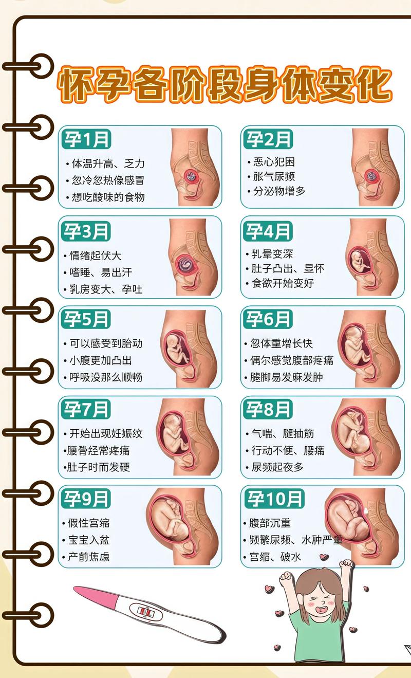 揭秘供卵代孕妈妈怀孕小腹分两节,孕期变化的奥秘日照代生机构: